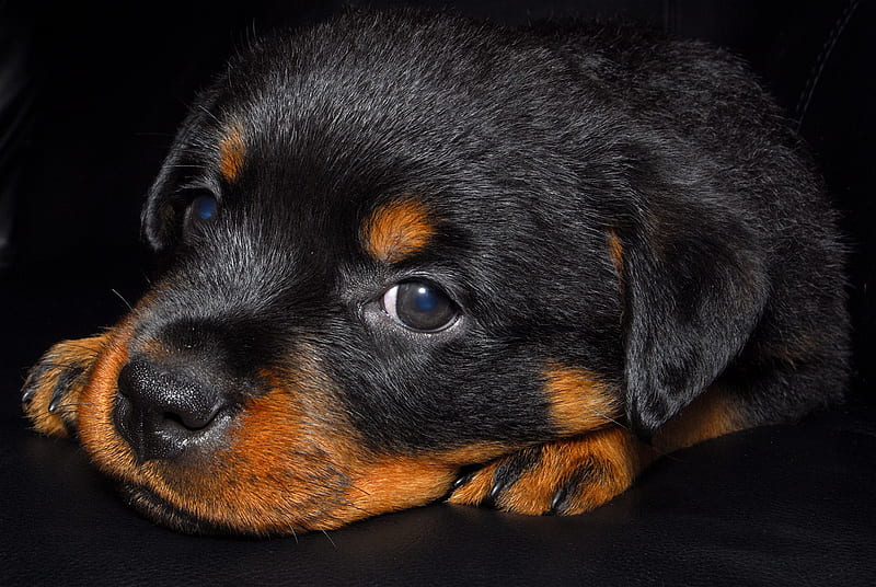 baby rot, little, brown, rottweiler, black, adorable, small, baby, animal, cute, puppy, dog, HD wallpaper