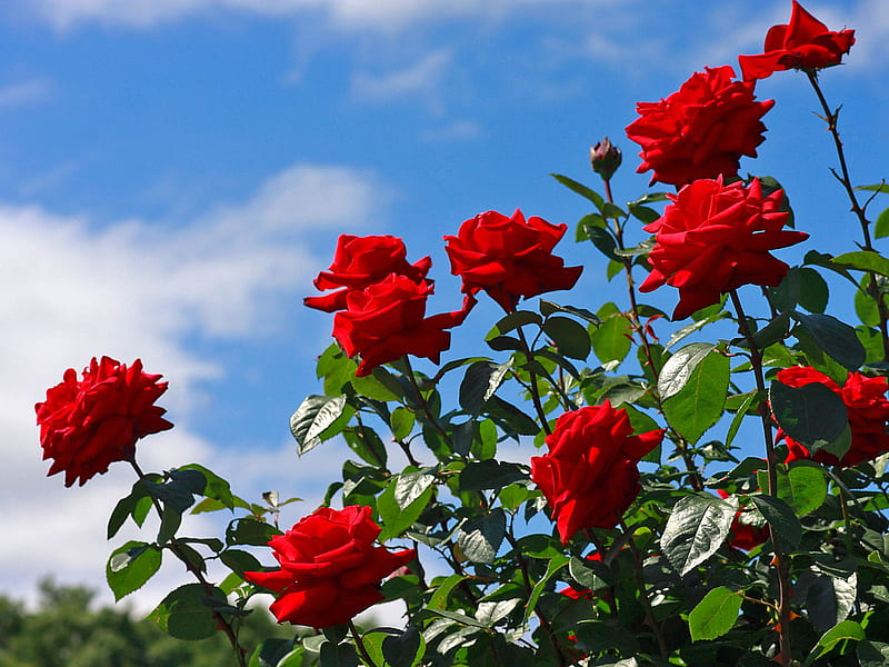 Red Rose Beauty, red, thorns, leaves, cloud, bush, roses, sky, HD wallpaper