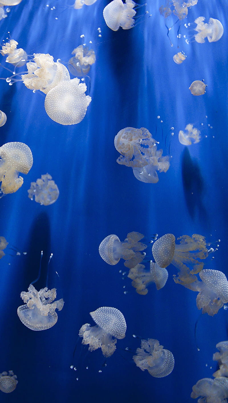 Windows 10 Jellyfish, ocean, salt water, sea, windows 10, HD phone wallpaper