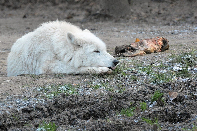 Relax after Dinner, predator, arctic, nature, wolf, wolves, HD wallpaper