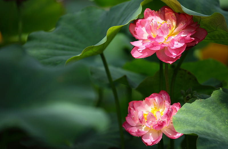 Lotuses, lotus, green, pink, leaf, flower, HD wallpaper