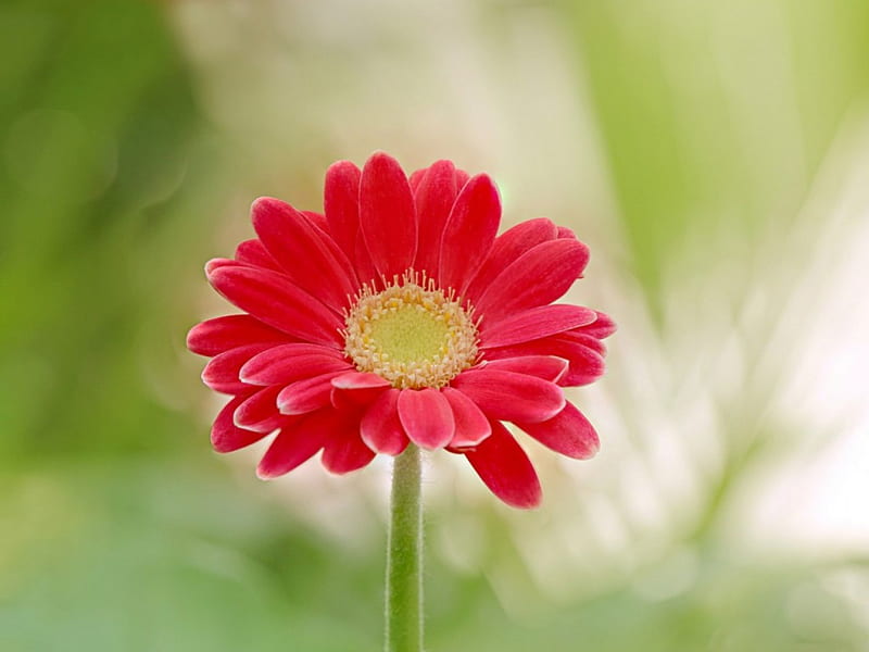 flower, gerbera, graphy, soft, HD wallpaper