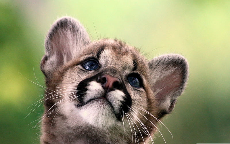 cute cougar cub-Wildlife, HD wallpaper