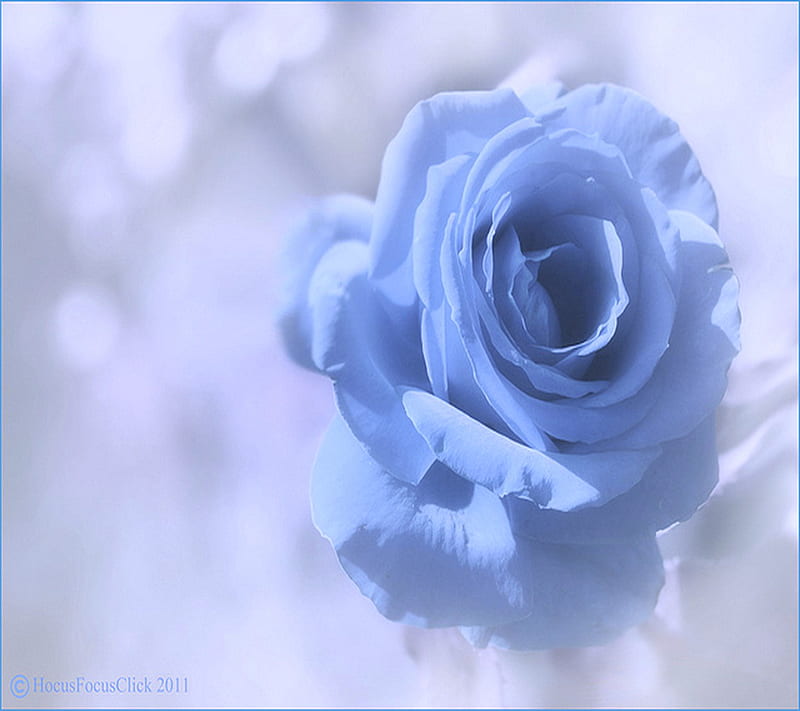 Soft Blue Rose, soft blue, HD wallpaper