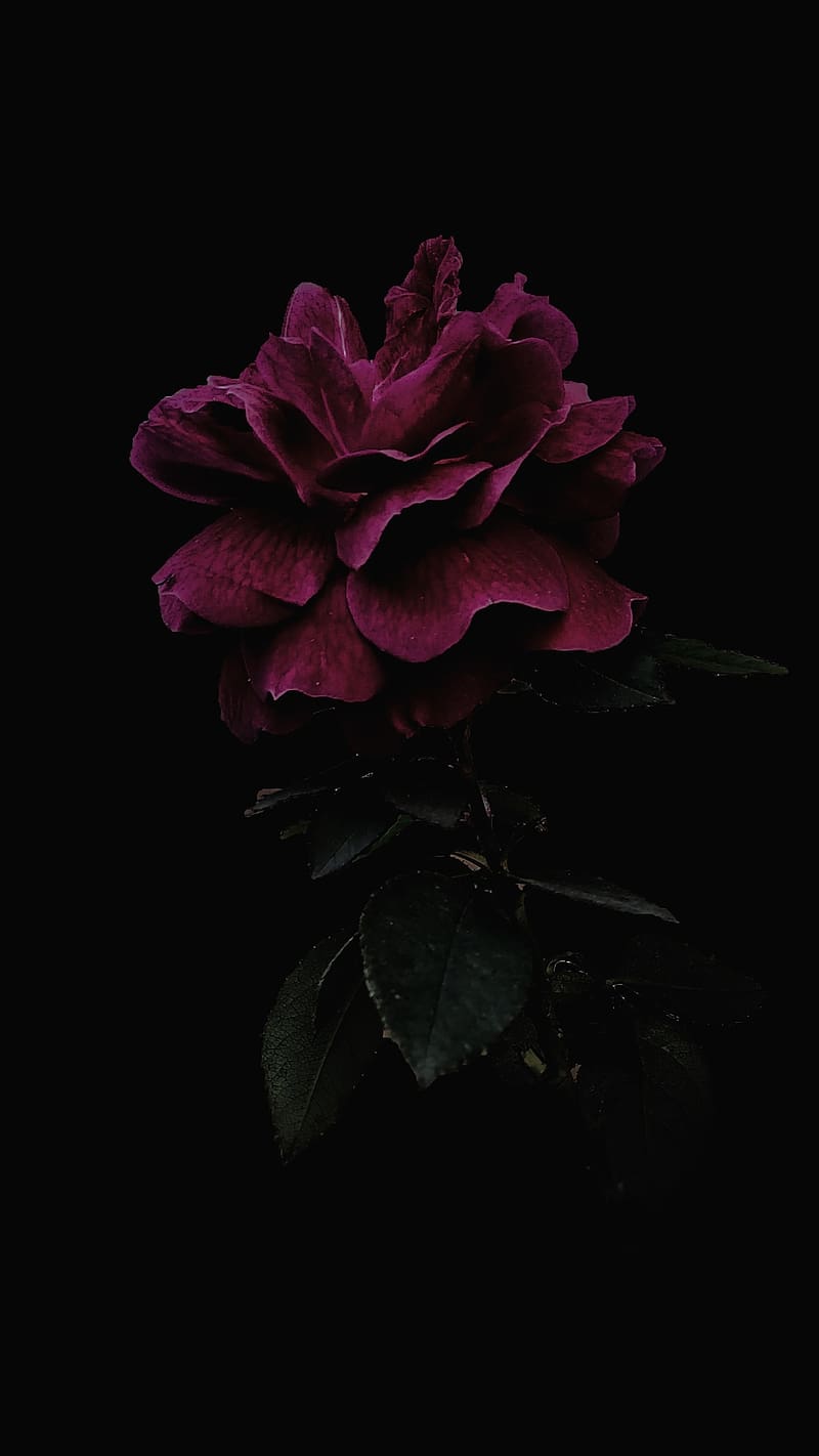 Full Black Flower, full black, HD phone wallpaper Peakpx