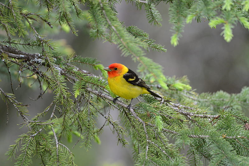 tanager, bird, feathers, bright, branch, needle, HD wallpaper