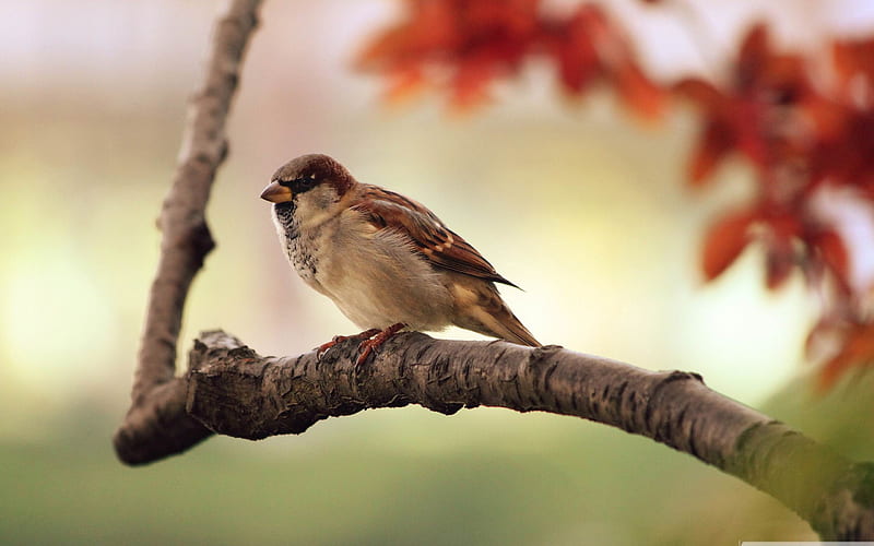 Sparrow-Amazing bird graphy, HD wallpaper