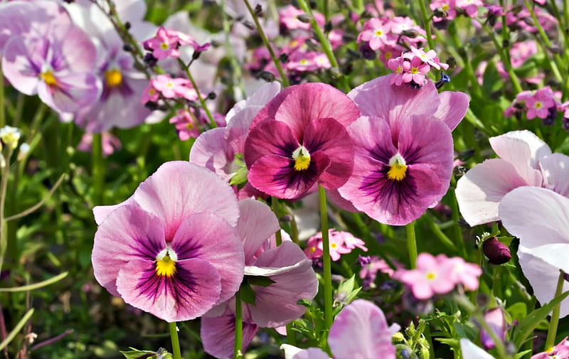 Pink pansies, green, flower, yellow, pansy, white, pink, viola tricolor, HD wallpaper