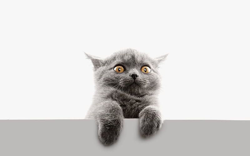 British Shorthair, kitten, domestic cat, gray cat, yellow eyes, pets, cats, cute animals, British Shorthair Cat, HD wallpaper