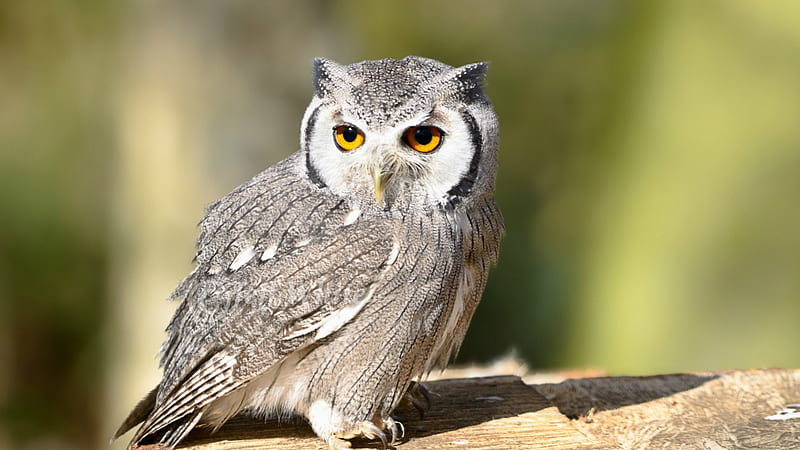I'm Watching You - Owl, owl, nature, bird, wild, HD wallpaper