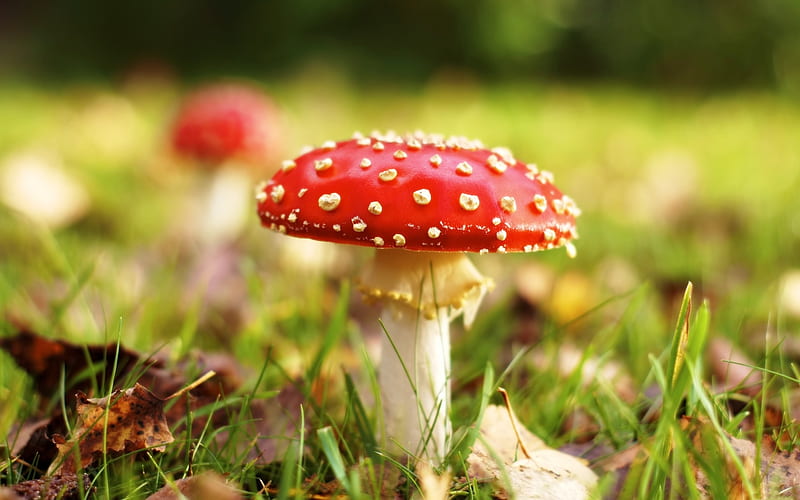 fairytale, red, grass, mushroom, fly agaric, leaves, green, macro, nature, meadow, HD wallpaper