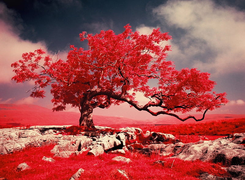 The red tree red tree fantasy abstract HD wallpaper  Peakpx