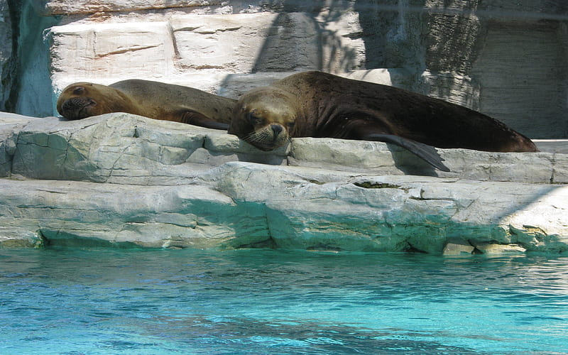 Relaxation, cute, zoo, sleeping, animals, seals, HD wallpaper | Peakpx