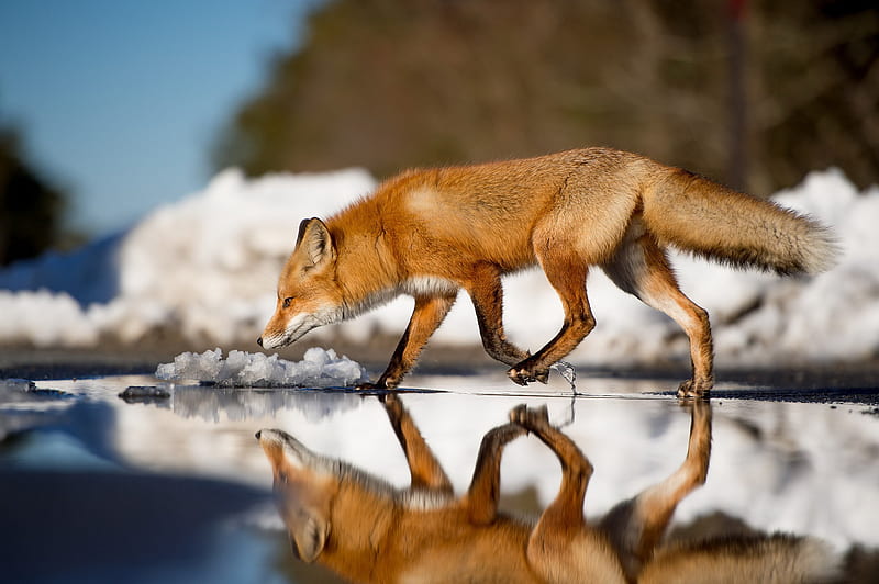 Fox, fox, animals, reflection, HD wallpaper