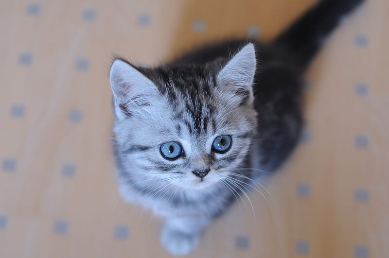 little kitty for cristina_mehr, cute, grey tiger, little, blueyes, kitty, cat, HD wallpaper