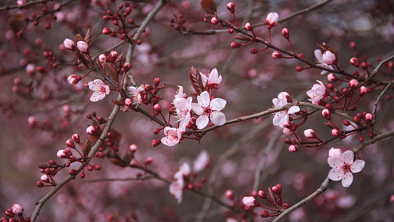 Red Cherry Blossom, flores u, flower u, red cherry ultra, HD wallpaper