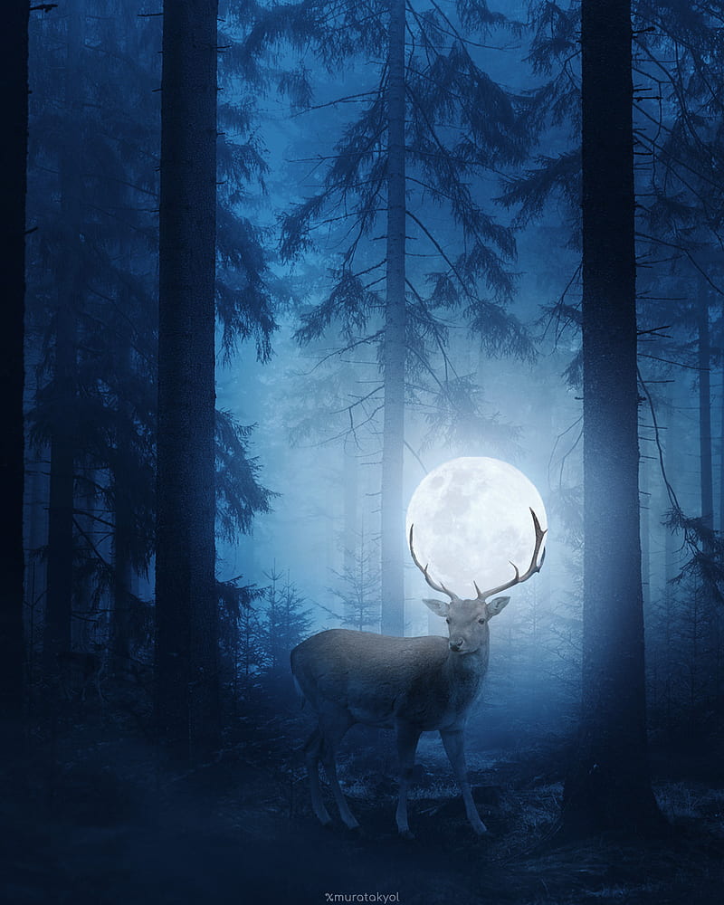 Geer Dream Forest , geer dream forest, night, moonlight, dark, HD phone wallpaper