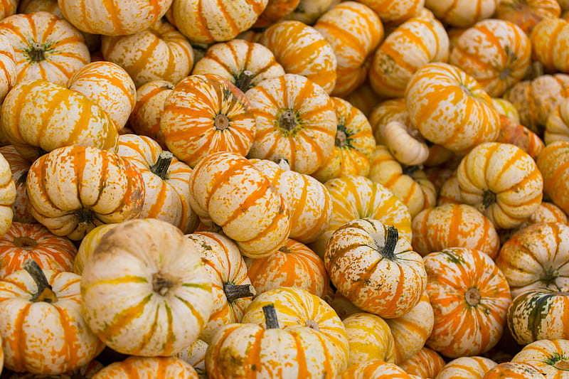 pumpkin, autumn, harvest, vegetable, HD wallpaper