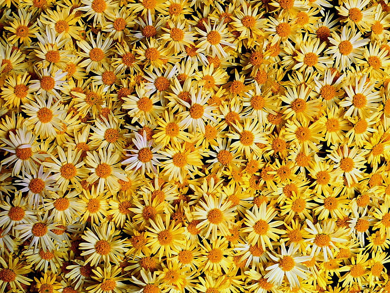 sea-of-daisies, daisies, flower, flowers, yellow, colors, nature, HD wallpaper