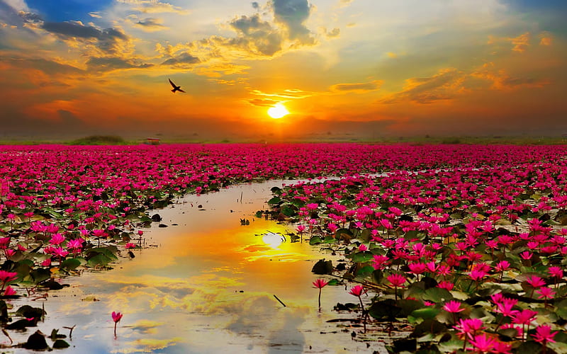 river, lotus flowers, sunset, bird, HD wallpaper