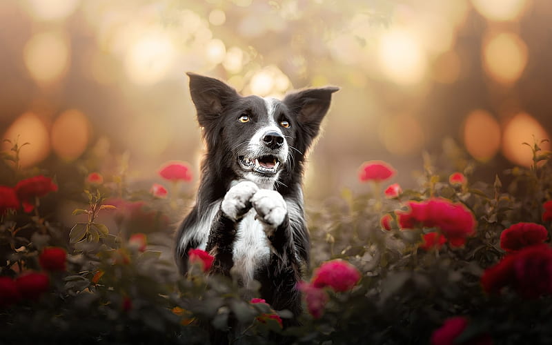 Border Collie, red roses, cute animals, pets, black border collie, dogs, Border Collie Dog, HD wallpaper