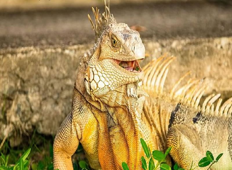 Iguana iguana, Animals, zooology, retil, HD wallpaper