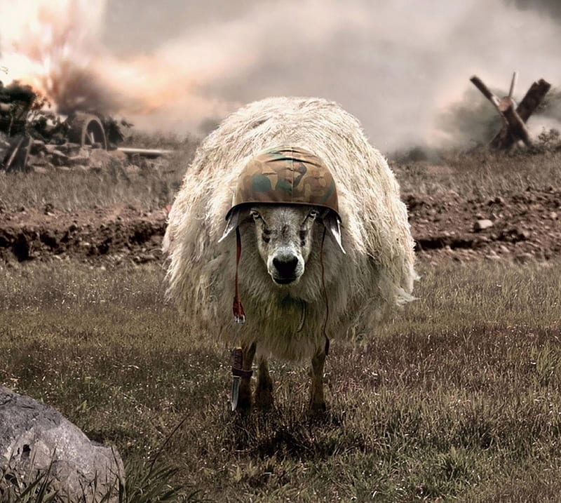 War Sheep, HD wallpaper