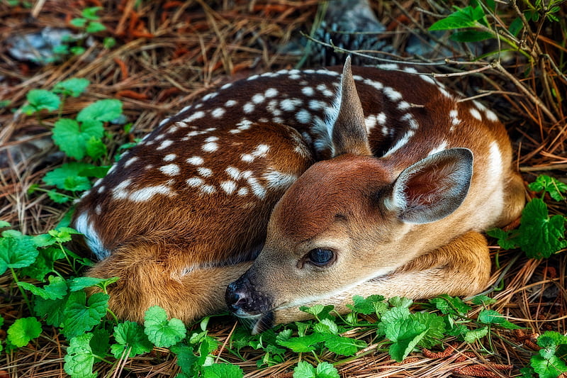 White-tailed deer, baby, animal, deer, cute, caprioara, sweet, HD wallpaper