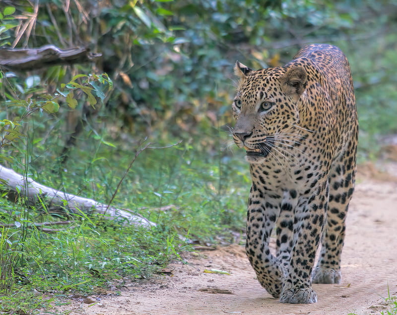 leopard, big cat, predator, animal, wild, HD wallpaper