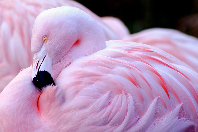 Chilean flamingo, bird, eye, feather, pasare, skin, pink, HD wallpaper