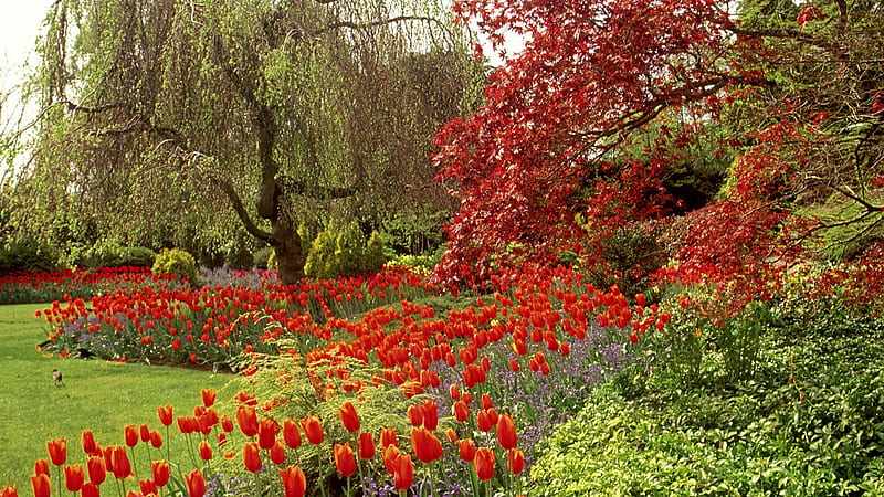 Garden With Red Tulips And Trees Garden, HD wallpaper