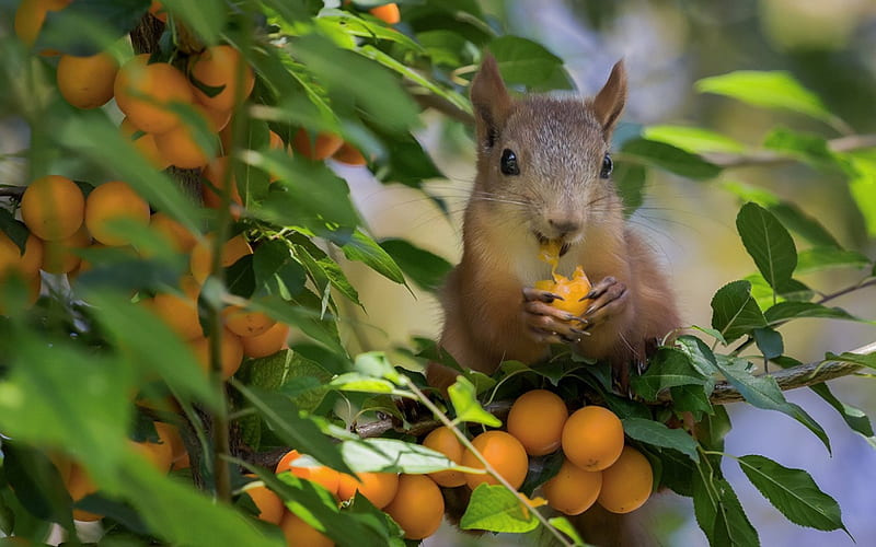 Squirrel, orange, food, animal, sweet, fruit, tree, green, apricot, HD wallpaper