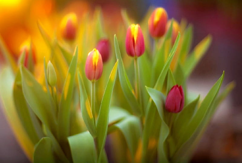 Tulip, red, flowers, bonito, HD wallpaper | Peakpx