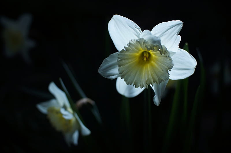 Narcissus on Black, flowers, close up, white, dark, HD wallpaper