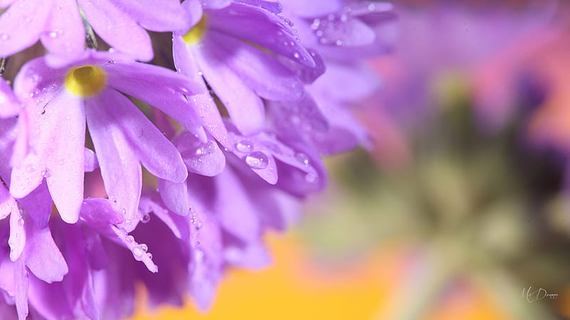Dew on Wild Flowers, blossoms, flowers, garden, lavender, rain, blooms, dew drops, floral, Firefox theme, HD wallpaper