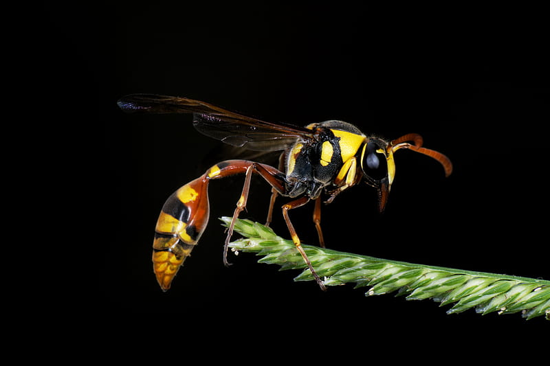 yellow jacket, bee, hornet, wasp, HD wallpaper