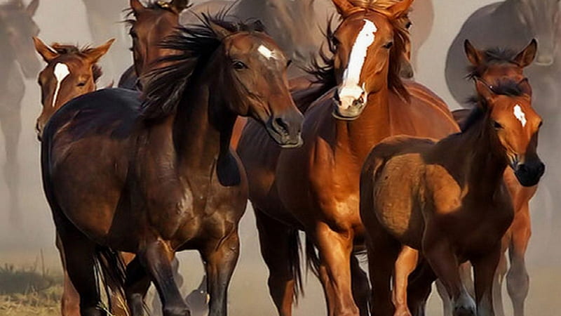Family of Horses, herd, nature, animals, horses, wild horses, HD wallpaper