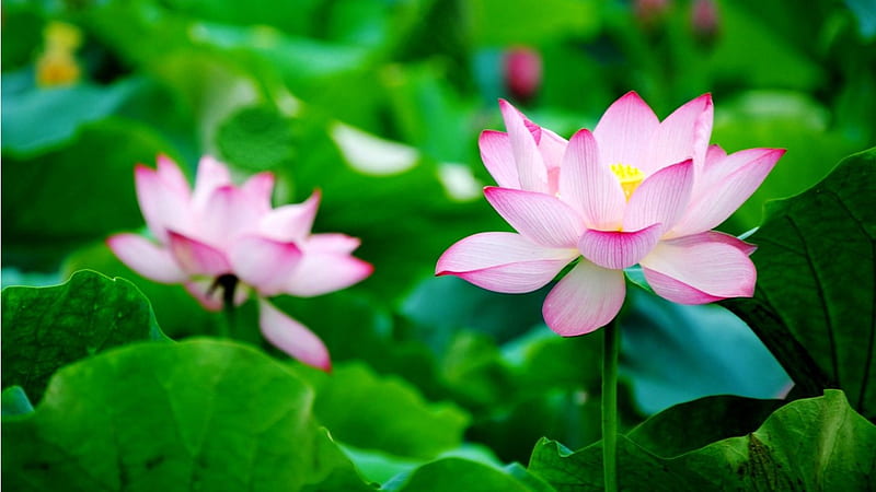 Pink Lotus Flowers, flowers, nature, lotus, pink, HD wallpaper | Peakpx