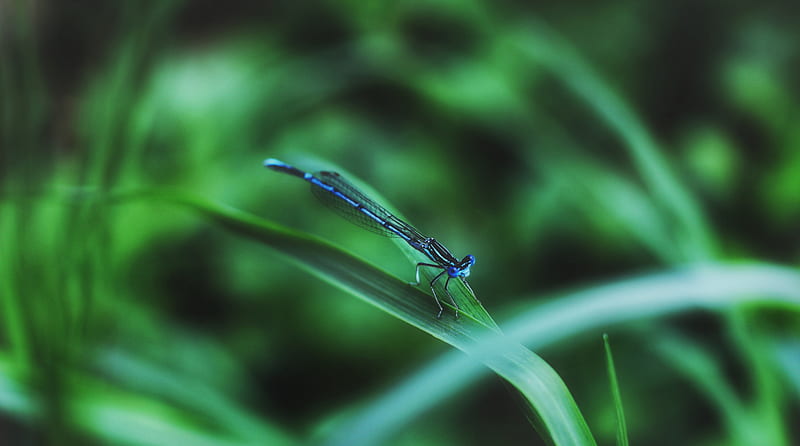 Dragonfly Ultra, Animals, Insects, dragonfly, insect, macro, green, bluedragonfly, HD wallpaper
