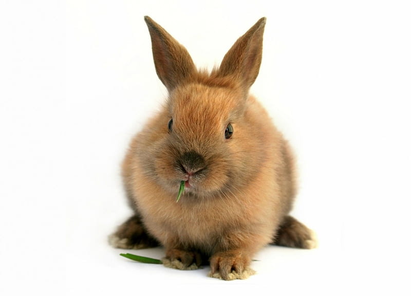Bunny, cute, rabbit, brown, easter, white, animal, card, HD wallpaper