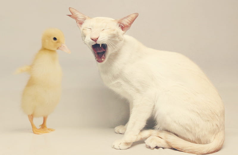 Don't cry, kitty!, yellow, cat, animal, cute, duck, bird, tears, funny, kitten, white, cry, HD wallpaper