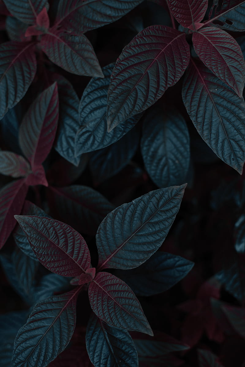 Plant, leaves, dark, stem, HD phone wallpaper | Peakpx