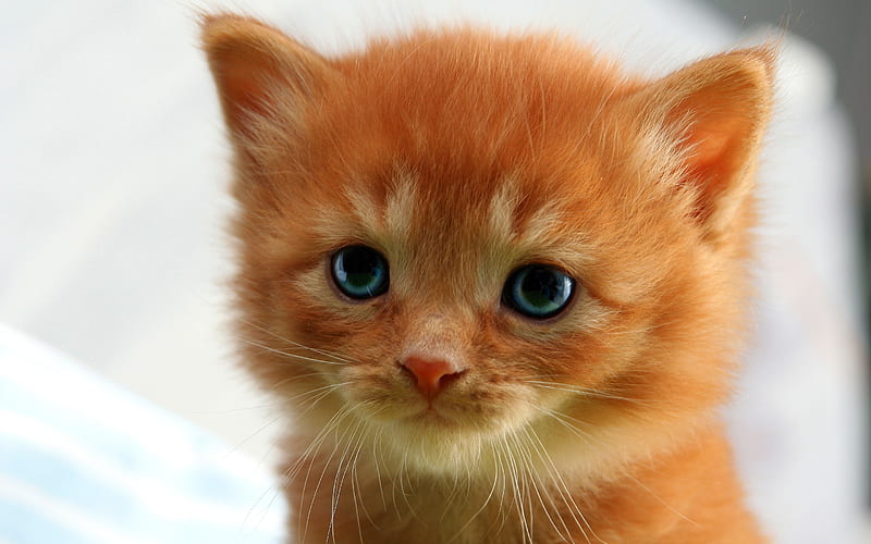 Kitten, cat, orange, ginger, face, pisici, HD wallpaper