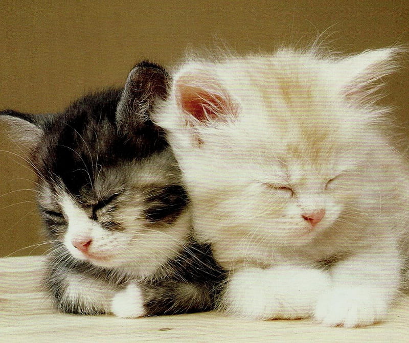 Two kittens sleeping, cute, brother, kittens, sister, sleeping, happy, HD wallpaper
