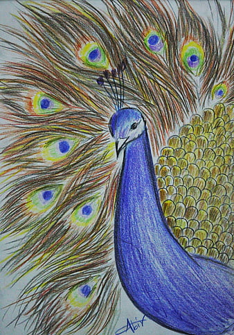 Beautiful Peacock Drawing by Tia Sachdeva  Pixels