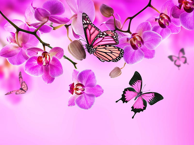 Orchids and Butterflies, flowers, Spring, butterflies, pink, Orchids, HD wallpaper