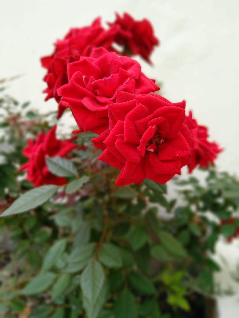 red roses, carnation, carnations, flower, flowers, red, rose, roses, HD phone wallpaper