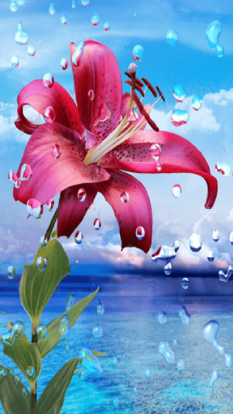 Pink Lilly, flower, water, sky, drops, surf, clouds, HD phone wallpaper