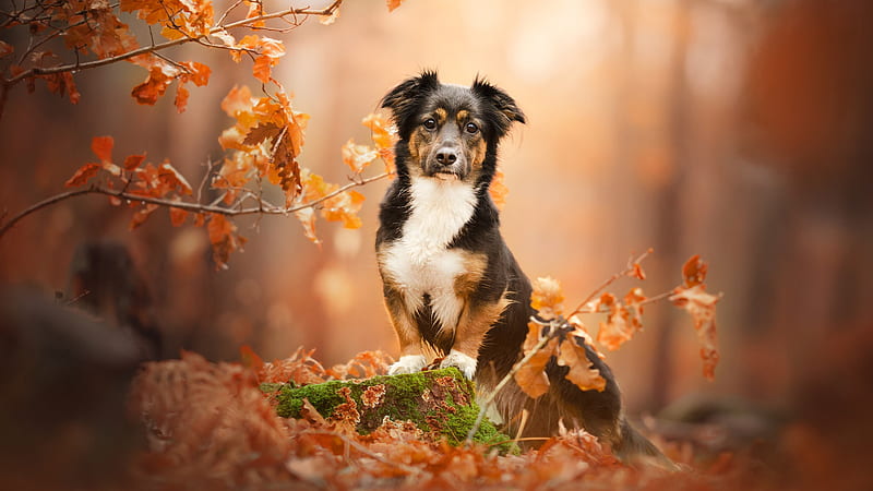 Black White Dog Is Sitting On Dry Leaves In Blur Background Dog, HD wallpaper