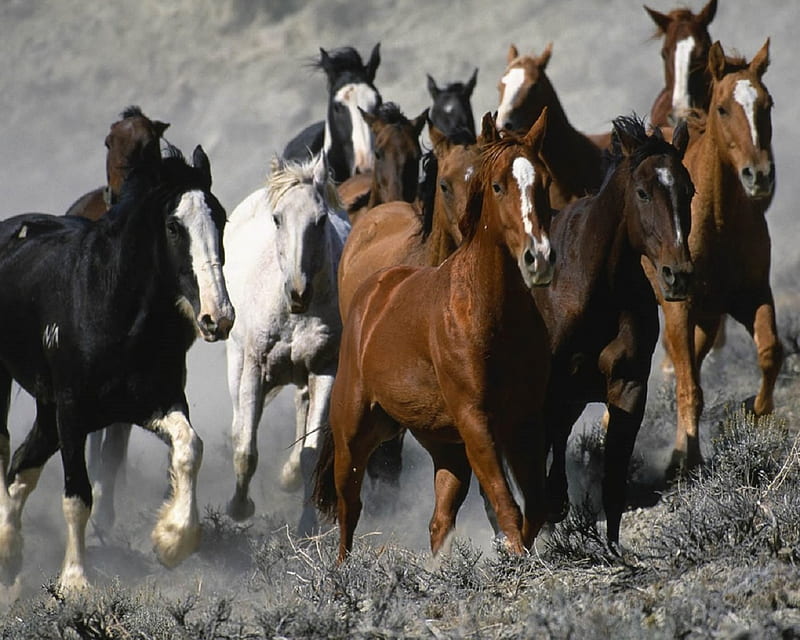 HERD OF HORSES, nature, Horses, Herd, animals, HD wallpaper
